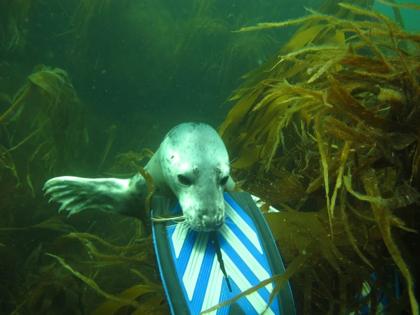 You just know you want to go diving with this chap!
