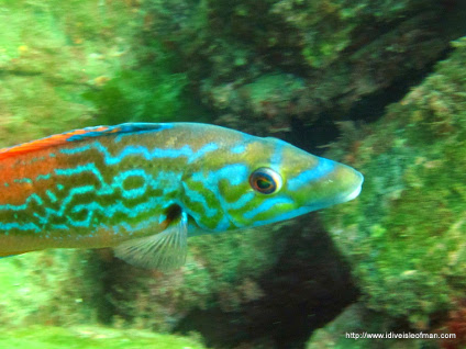 You just know you want to go diving with this chap!