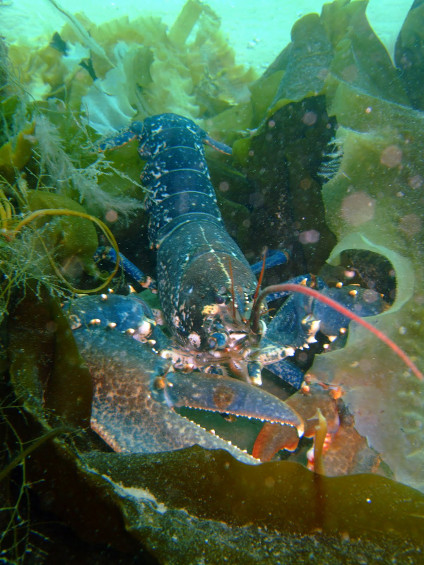 You just know you want to go diving with this chap!