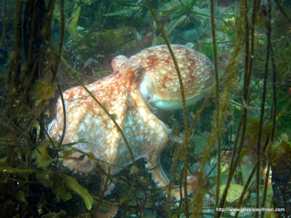 You just know you want to go diving with this chap!