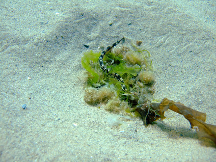 You just know you want to go diving with this chap!